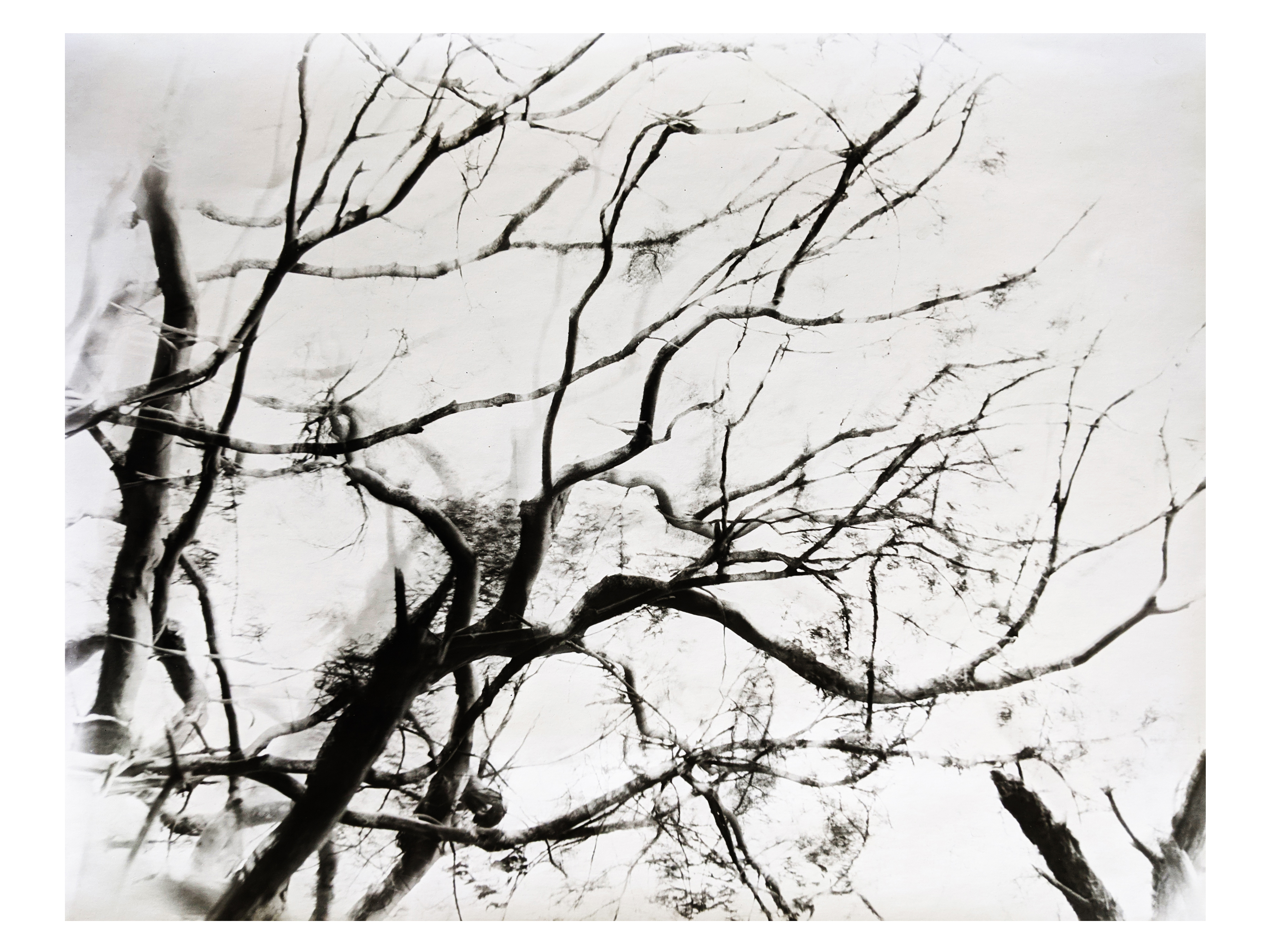 1620Golden Gate Park